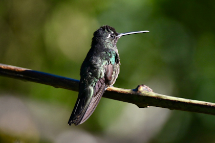 Quetzal Tal 24