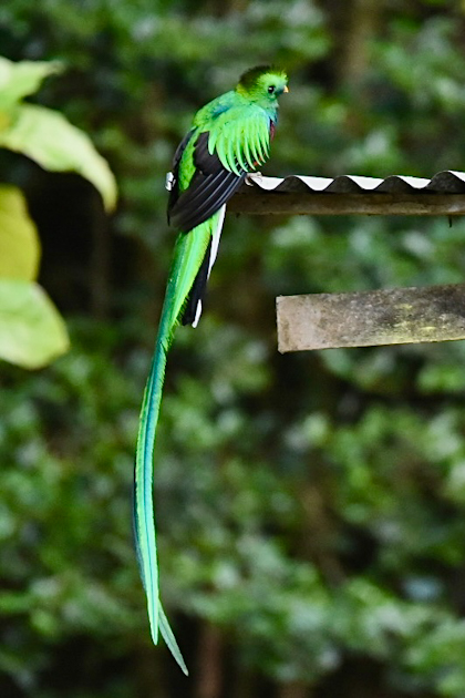 Quetzal Tal 71