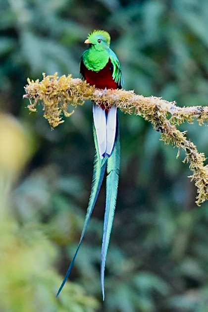 Quetzal Tal 72