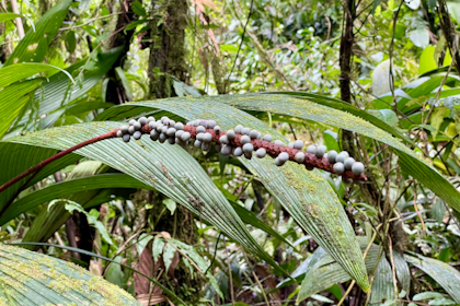 Rio Celeste 10