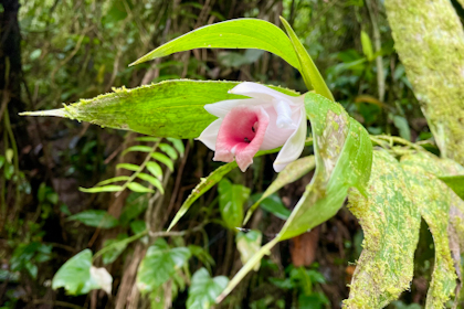 Rio Celeste 11