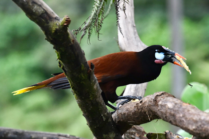 Rio Celeste 33