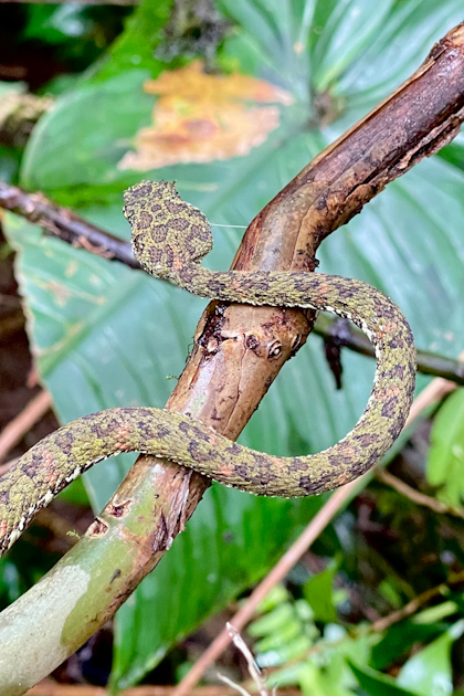 Rio Celeste 66