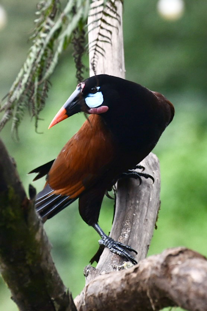 Rio Celeste 76