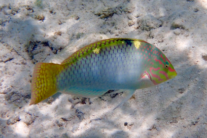 Moorea 141