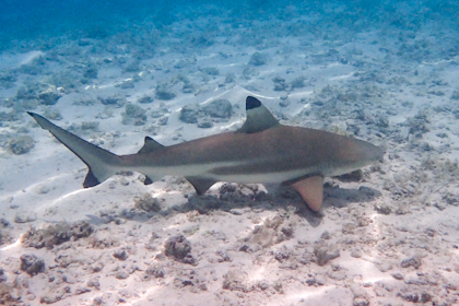 Moorea 144