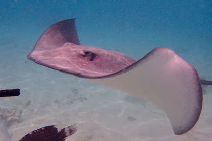 Moorea 186