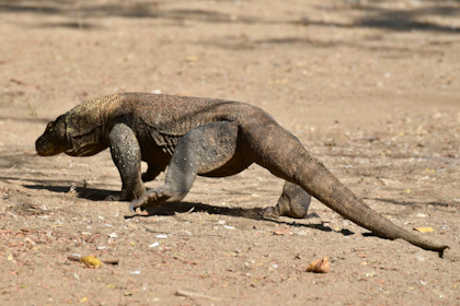 Komodo Nationalpark 126
