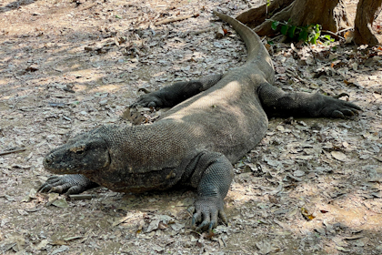 Komodo Nationalpark 128