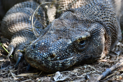 Komodo Nationalpark 132