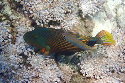 Komodo Nationalpark 170