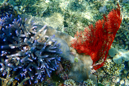 Komodo Nationalpark 171