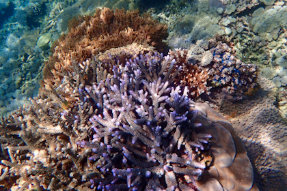 Komodo Nationalpark 172