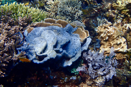 Komodo Nationalpark 189