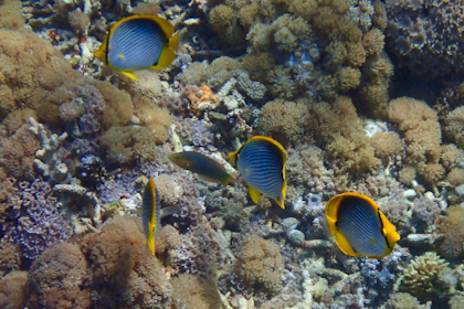 Komodo Nationalpark 199