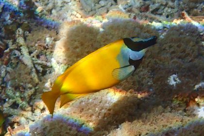 Komodo Nationalpark 203