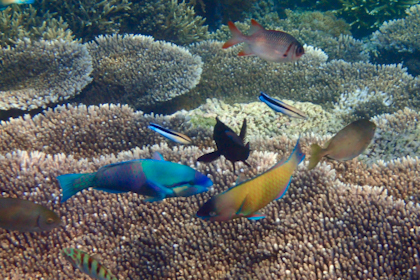 Komodo Nationalpark 205