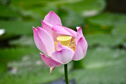 Von Ubud nach Lovina 02