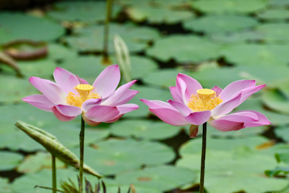 Von Ubud nach Lovina 06