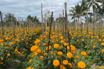 Von Ubud nach Lovina 08