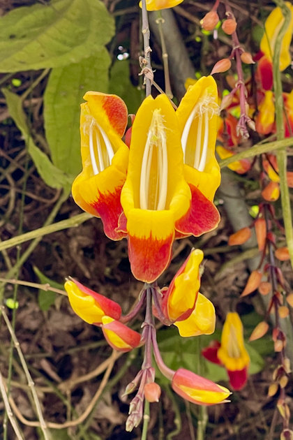 Von Ubud nach Lovina 53