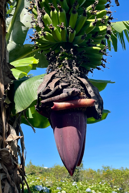 von Lovina nach Sanur 64