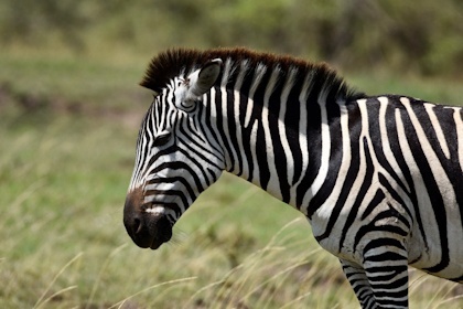 Masai Mara 14