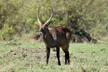 Masai Mara 15