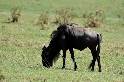 Masai Mara 17
