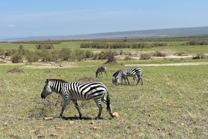 Masai Mara 18