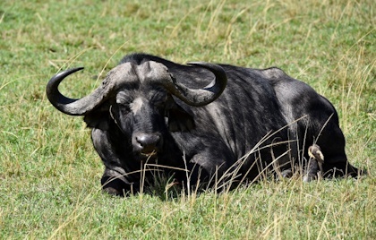 Masai Mara 19