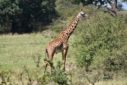 Masai Mara 20