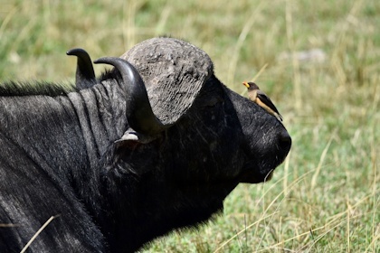 Masai Mara 22