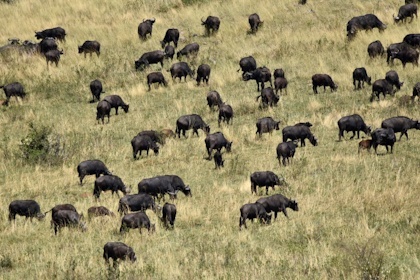 Masai Mara 26