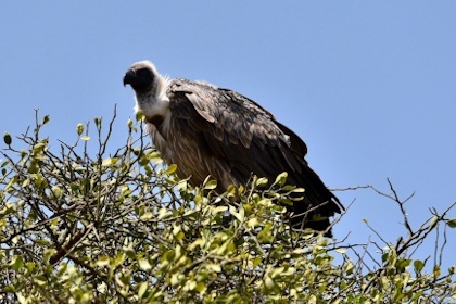 Masai Mara 27