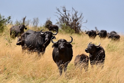 Masai Mara 29