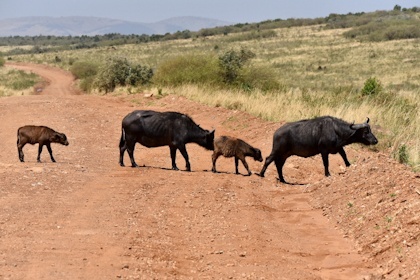 Masai Mara 30