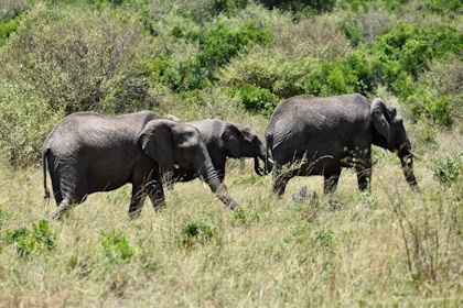 Masai Mara 31