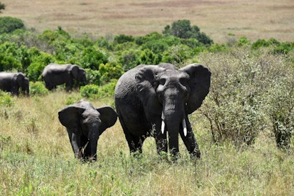 Masai Mara 32