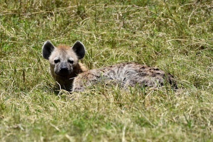 Masai Mara 38