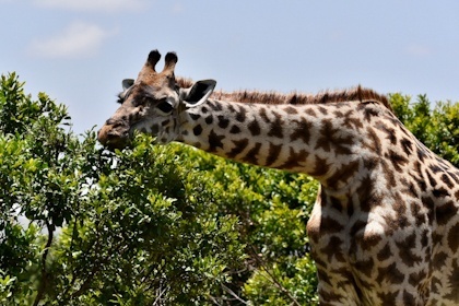 Masai Mara 40