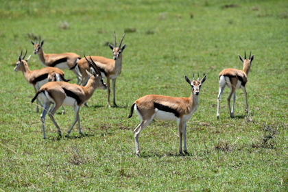 Masai Mara 43