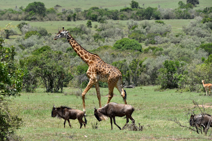 Masai Mara 46