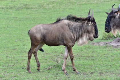 Masai Mara 58