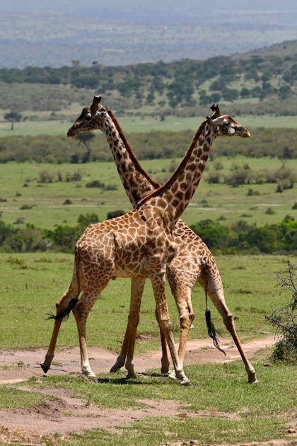 Masai Mara 6