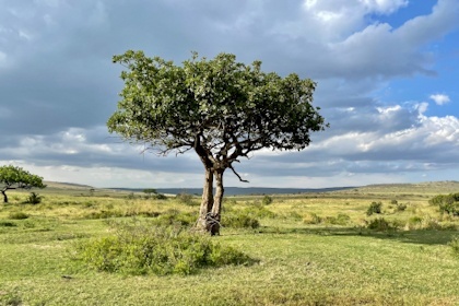 Masai Mara 63