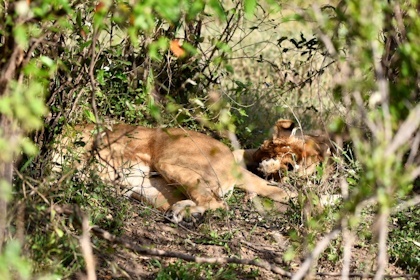 Masai Mara 65