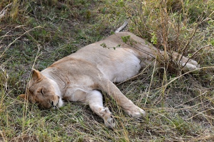 Masai Mara 67
