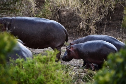 Masai Mara 73