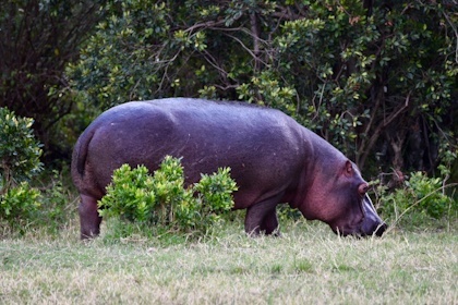 Masai Mara 74